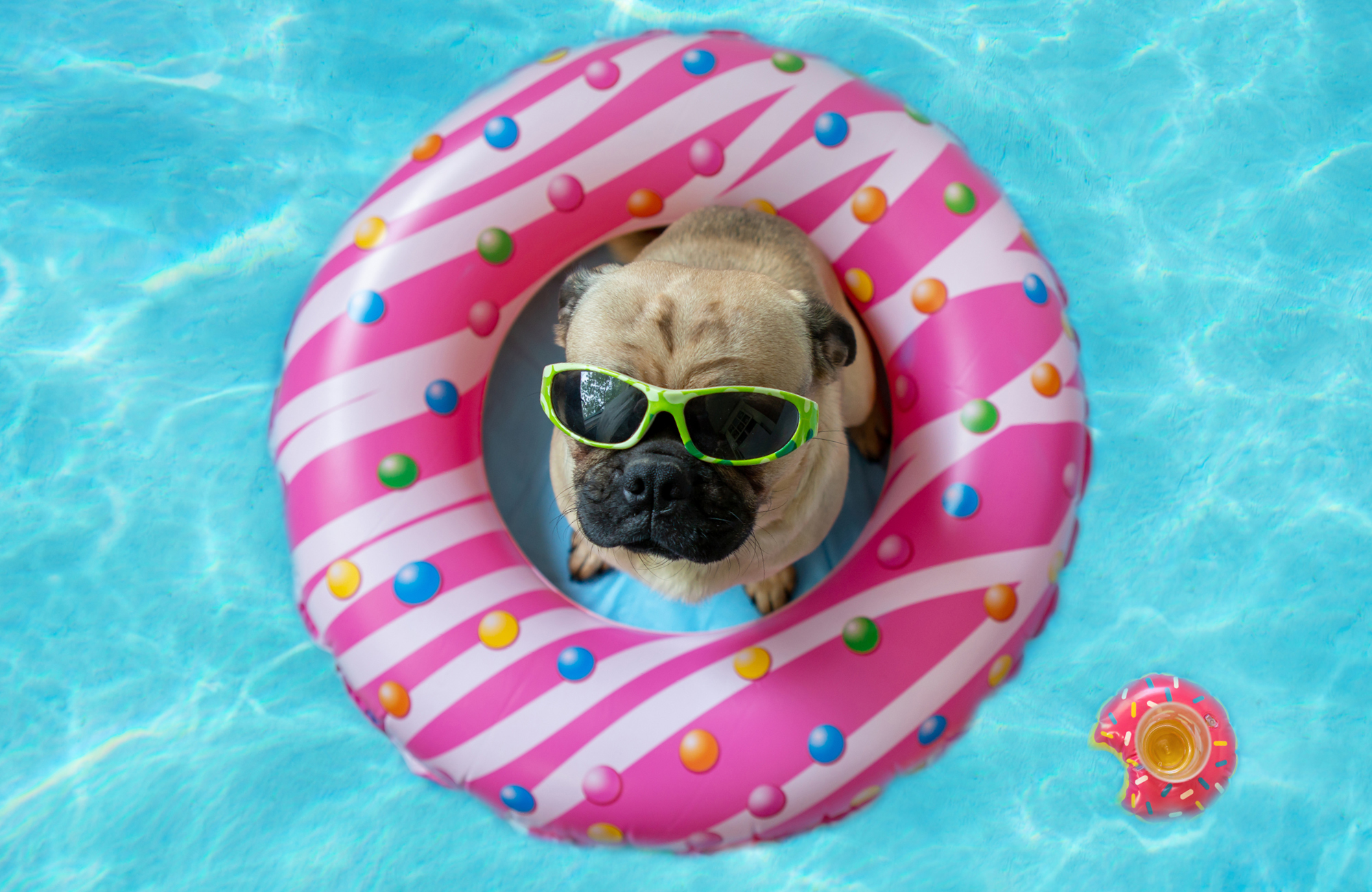 Safety Tips for the Dog Days of Summer